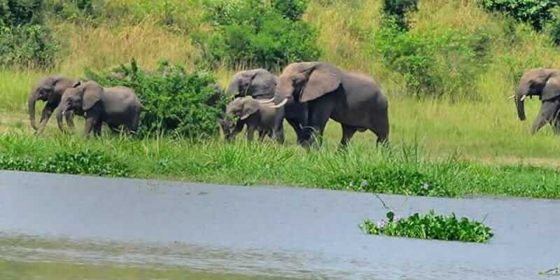 Uganda Wildlife safari