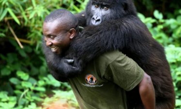 2 Days Congo Gorilla Tour