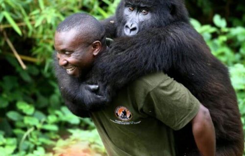 2 Days Congo Gorilla Tour