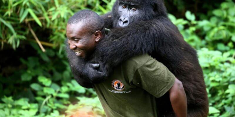 2 Days Congo Gorilla Tour