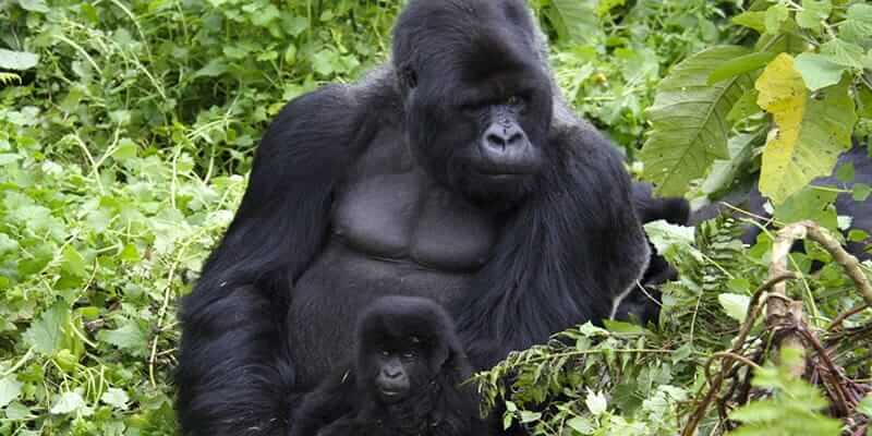 1 Day Rwanda gorilla trek