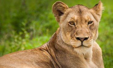 10 Days Best of Rwanda Safari