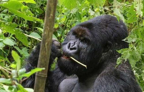 4 Days Congo Gorilla Tour