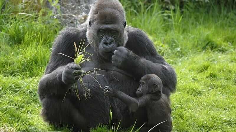 3 Days Congo Gorilla Tour