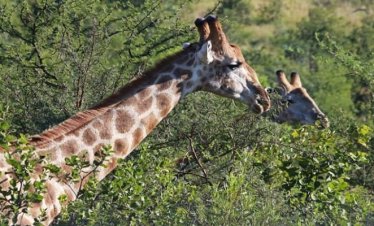 9 Days Rwanda Safari, Gorillas & Wildlife
