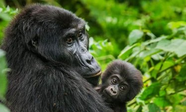 Lowland Gorilla Tour