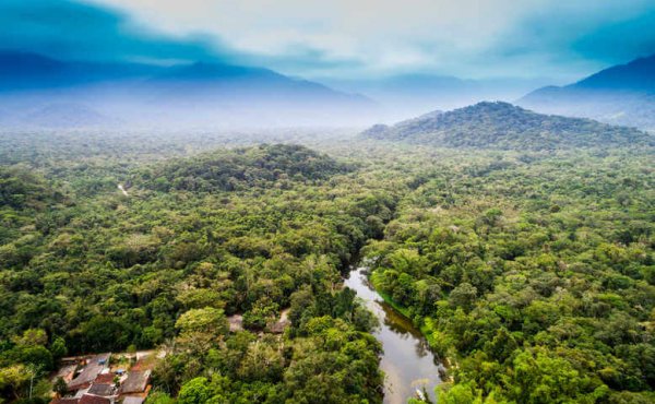 DRC Forest