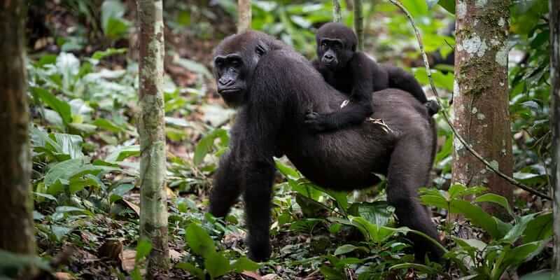 Eastern Lowland Gorilla Tour