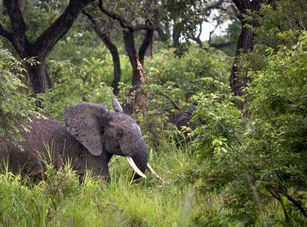 Garamba National Park