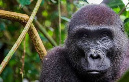 3 Days Congo Lowland Gorilla Tour