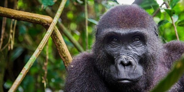 3 Days Congo Gorilla Tour in Kahuzi Biega| Eastern Lowland Gorilla Tours