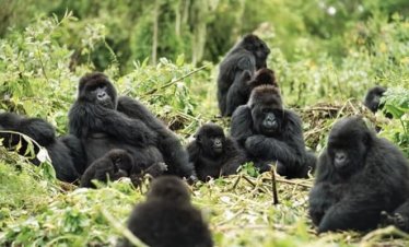 8 Days Rwanda Safari