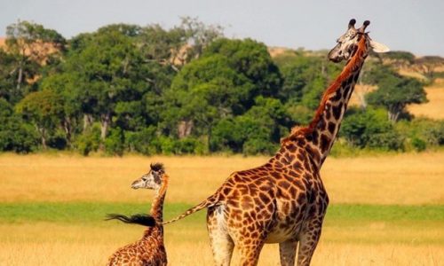 10 Days Best of Rwanda Safari