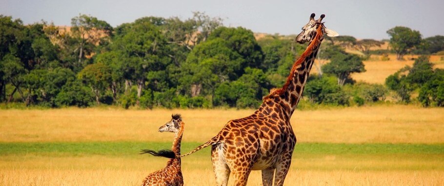 10 Days Best of Rwanda Safari