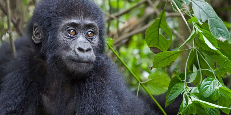 ultimate guide to gorilla trekking