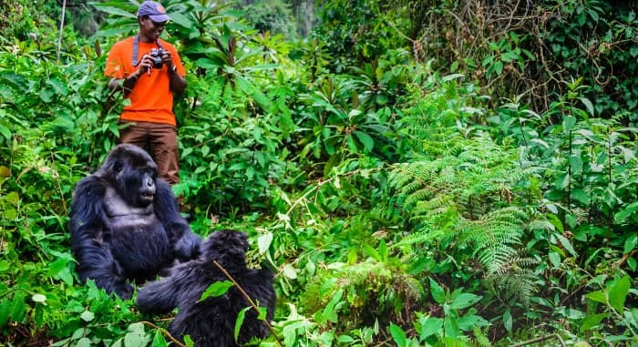ultimate guide to gorilla trekking