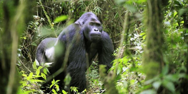 ultimate guide to gorilla trekking