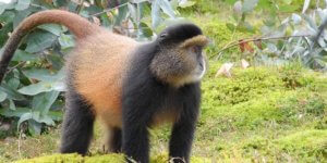 4 Days Rwanda Gorilla