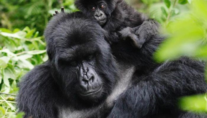 1 Day Rwanda Gorilla Tour