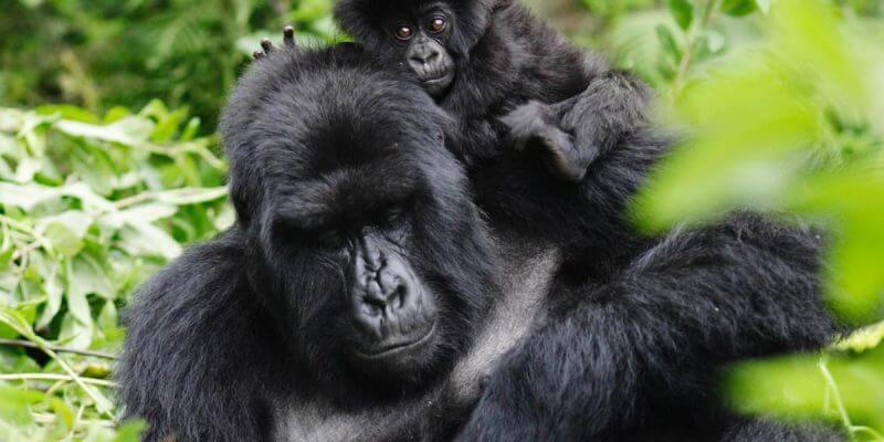 5 Days Rwanda Gorilla Trekking