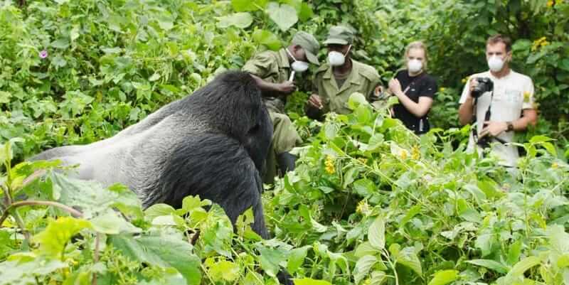 ultimate guide to gorilla trekking