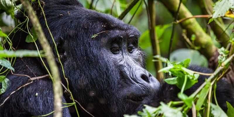 5 Days Rwanda Gorilla Trekking