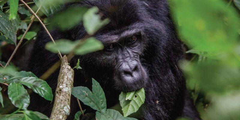 1 Day Rwanda Gorilla Trek