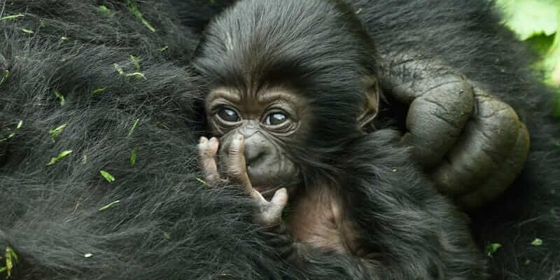 Kwita Izina 2019 Baby Gorilla Naming Ceremony