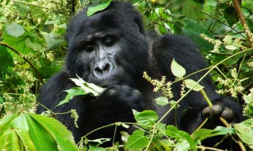 1 Day Gorilla Tour Rwanda