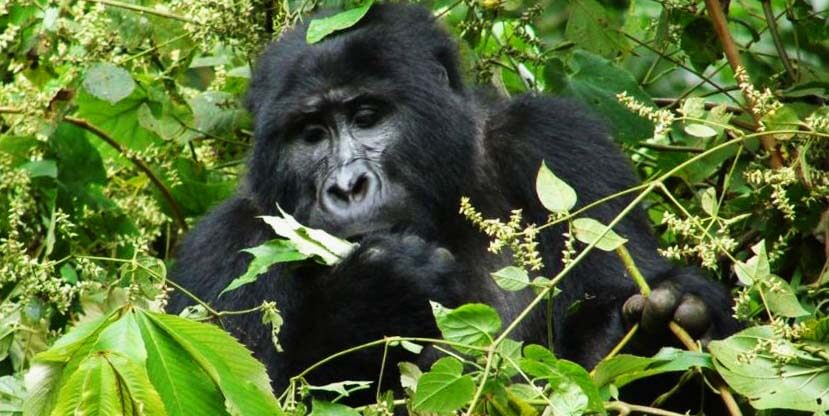 1 Day Gorilla Tour Rwanda