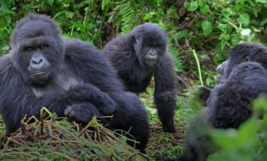 1 Day Rwanda Gorilla Trekking