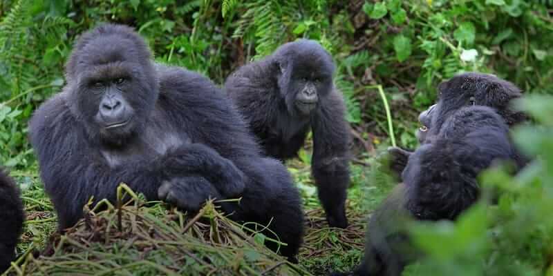 1 Day Rwanda Gorilla Trekking