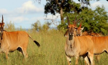 2 Days Akagera Wildlife Safari
