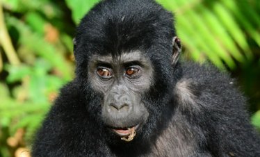 2 Days Gorilla Trekking Rwanda