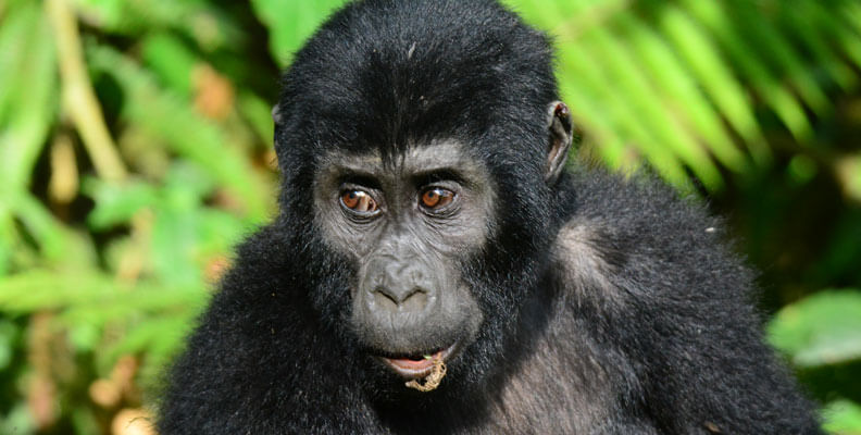 2 Days Gorilla Trekking Rwanda