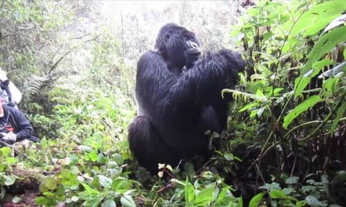 Rwanda Gorilla tours