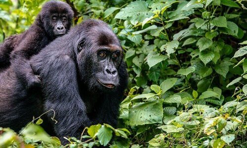 Primate trekking in Rwanda