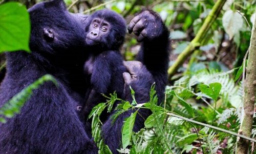 Primate trekking in Rwanda