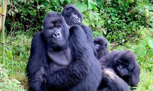 Rwanda Gorilla tours