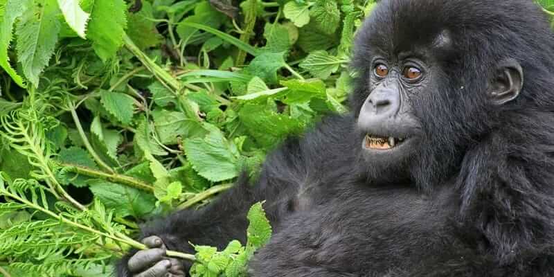3 Days Gorilla Trekking in Bwindi