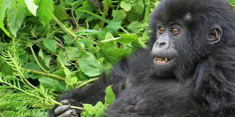 3 Days Gorilla Trekking In Bwindi