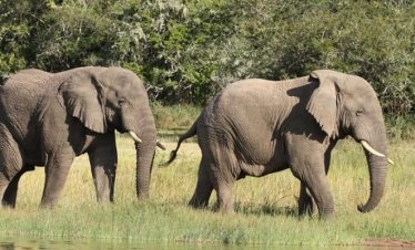 2 Days Akagera National Park Tour