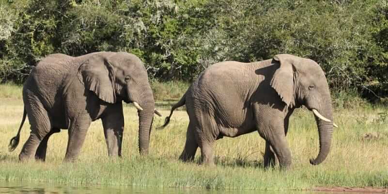 2 Days Akagera National Park Tour