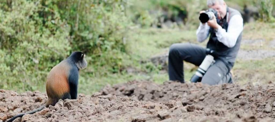 Golden Monkey Tracking