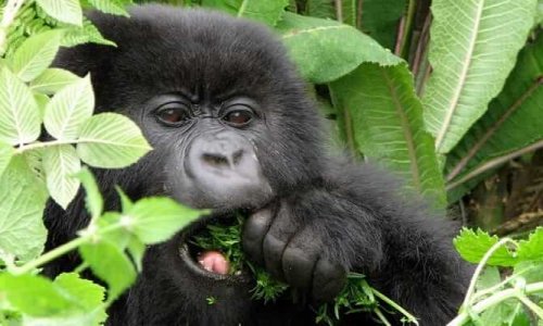 3 Days Rwanda Gorilla Trekking