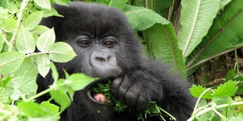 3 Days Rwanda Gorilla Trekking