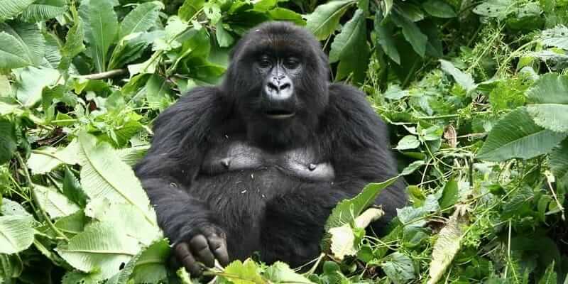 3 Days Rwanda Gorilla Safari