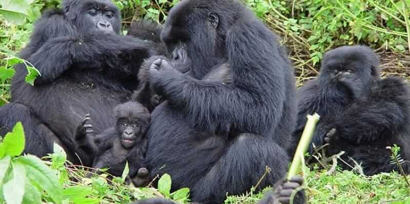 Best Country to Visit for Gorilla Trekking