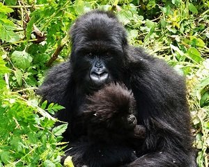 12 days Uganda Rwanda gorilla