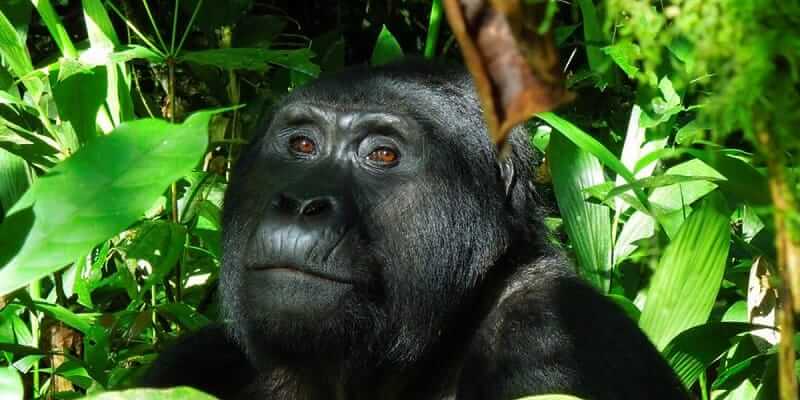 Planning a Gorilla Tour Do it Yourself Guide